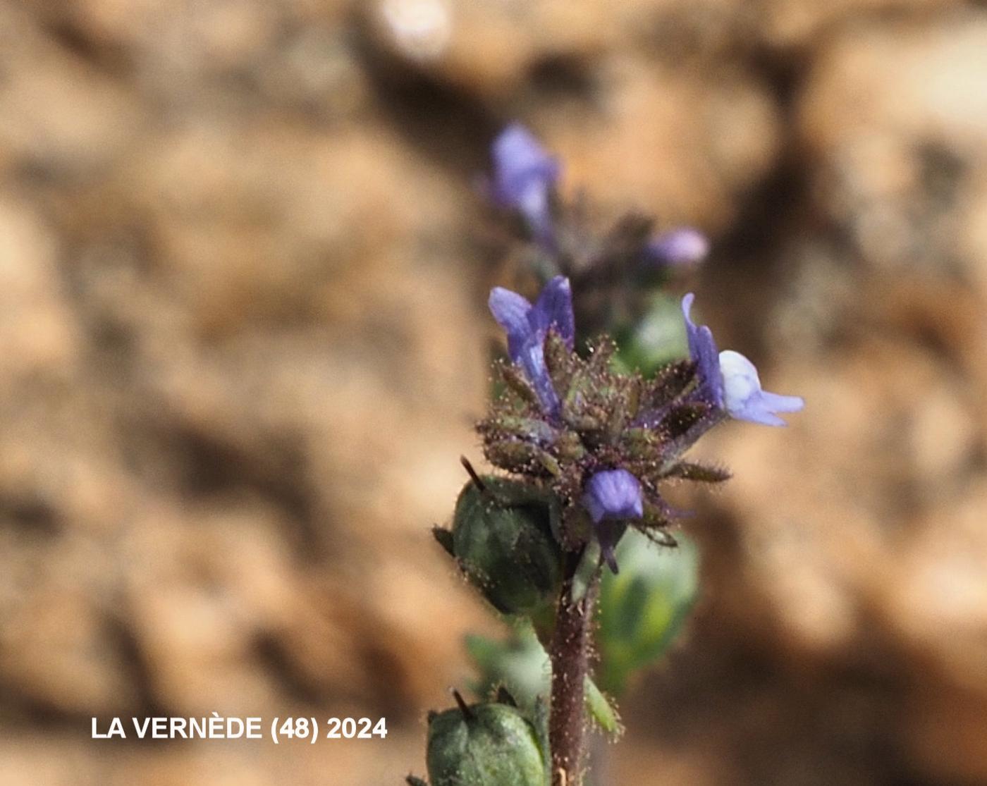 Toadflax flower